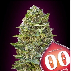 Caramel Kush 25 ud. - Imagen 1