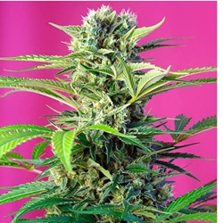 Chem Beyond Diesel CBD 5+2 - Imagen 1