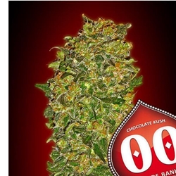 Chocolate Kush 25 ud. - Imagen 1