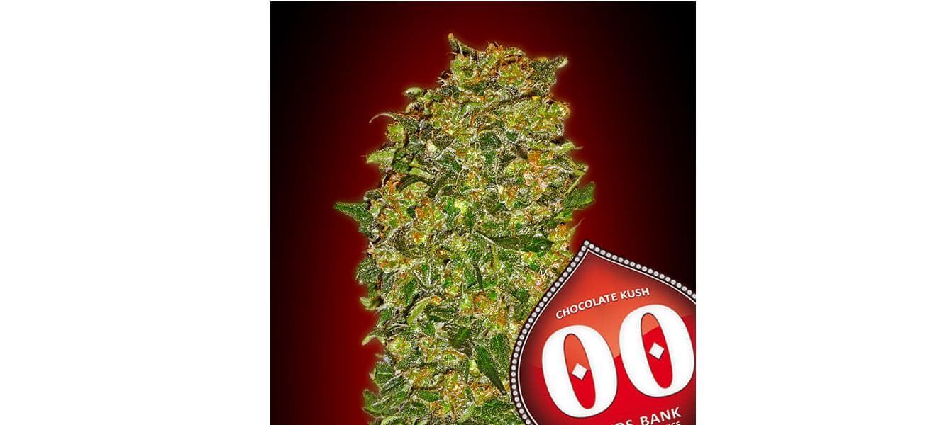 Chocolate Kush 3 ud. - Imagen 1