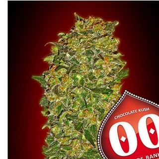 Chocolate Kush 3 ud. - Imagen 1