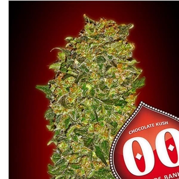 Chocolate Kush 3 ud. - Imagen 1