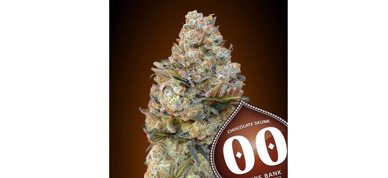 Chocolate Skunk 25 ud. - Imagen 1