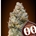 Chocolate Skunk 25 ud. - Imagen 1