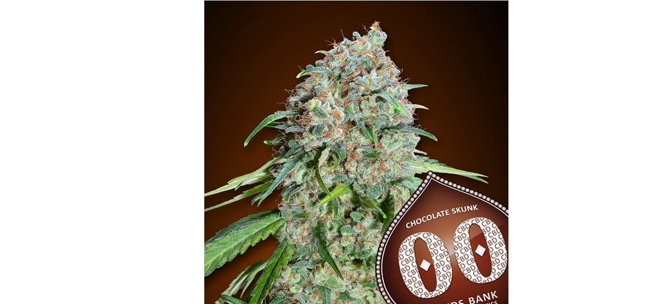 Chocolate Skunk CBD 3 ud. - Imagen 1