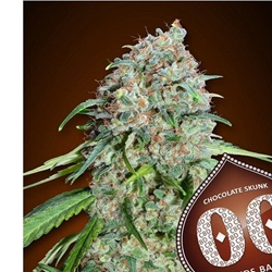 Chocolate Skunk CBD 5 ud. - Imagen 1