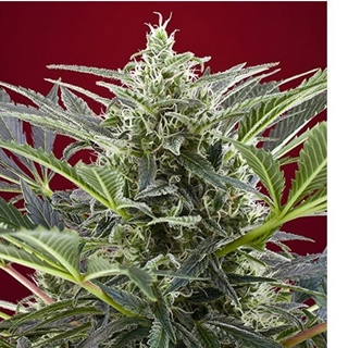 Cream 47 5+2 - Imagen 1