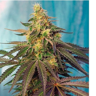 Cream Caramel CBD 3+1 - Imagen 1