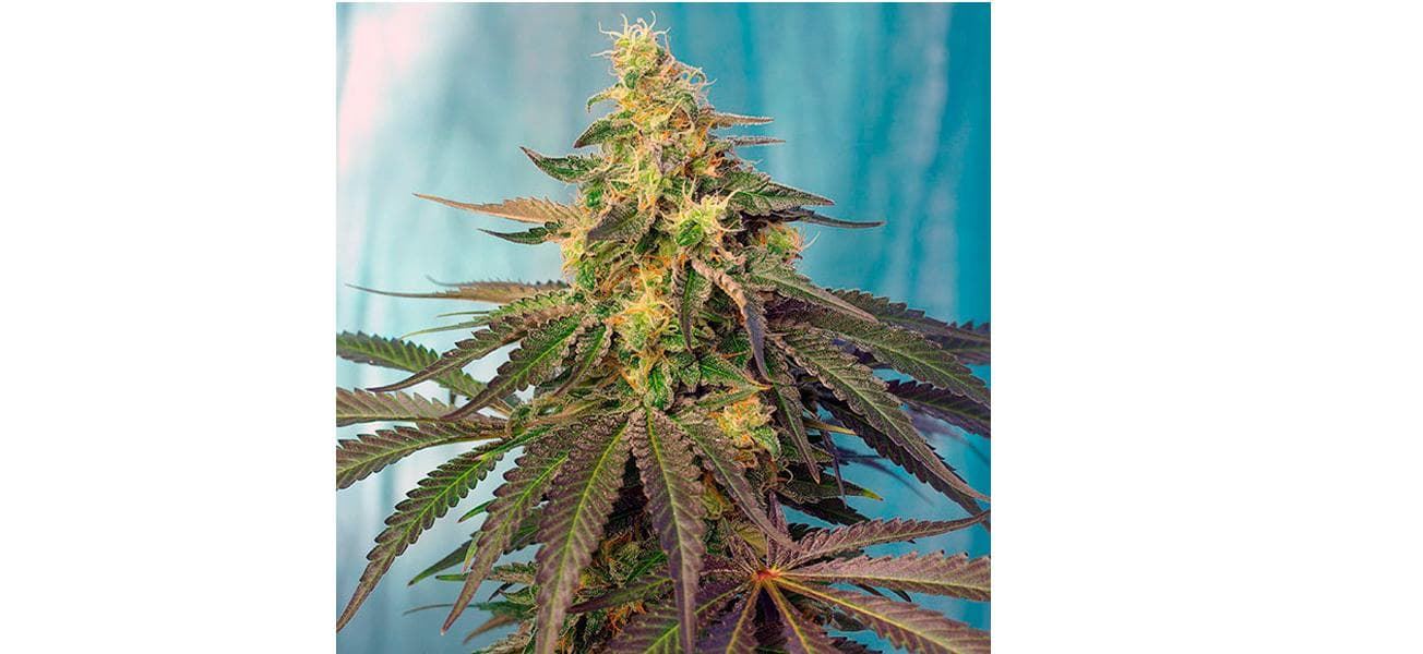 Cream Caramel CBD 5+2 - Imagen 1