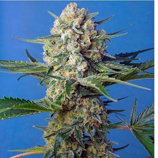 Crystal Candy F1 Fast Version 3+1 - Imagen 1