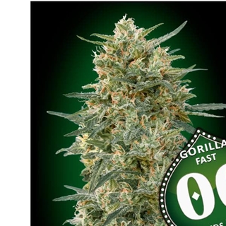 Gorilla Fast 25 ud. - Imagen 1