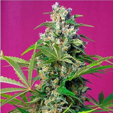 Gorilla Girl 3+1 - Imagen 1