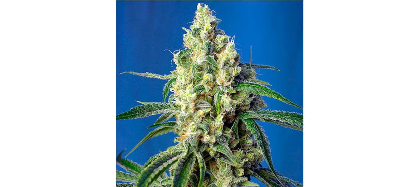 Green Poison CBD 3+1 - Imagen 1