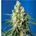 Green Poison CBD 3+1 - Imagen 1