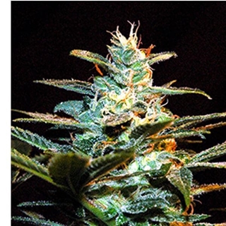 Ice Cool 3+1 - Imagen 1