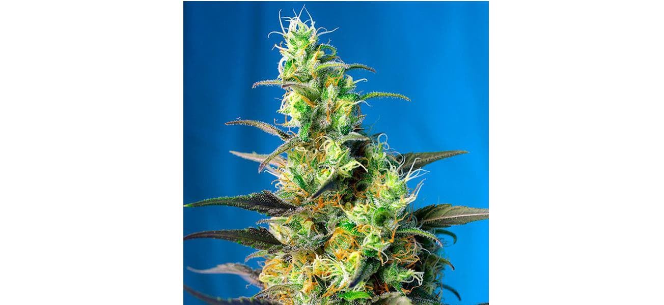 Ice Cool CBD 3+1 - Imagen 1