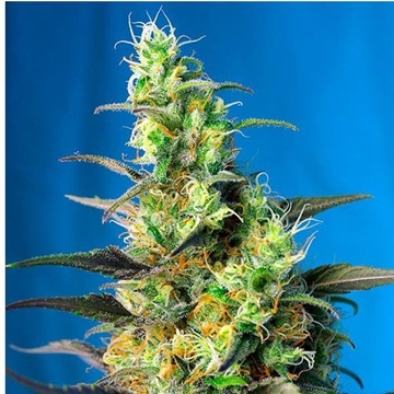 Ice Cool CBD 3+1 - Imagen 1