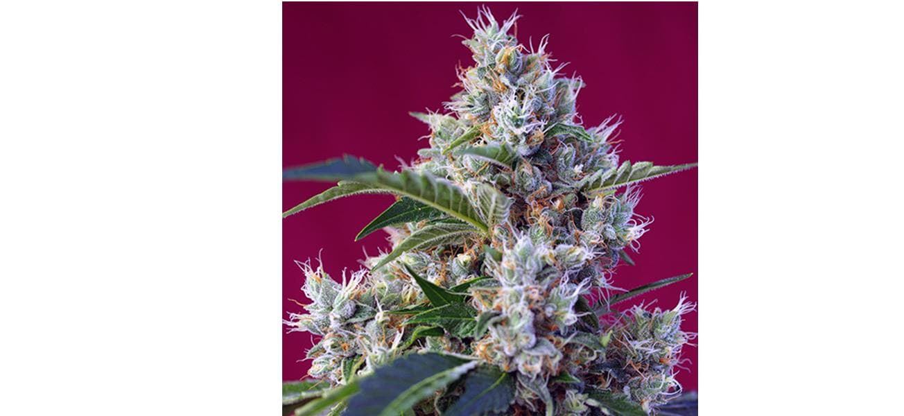 Indigo Berry Kush 3+1 - Imagen 1