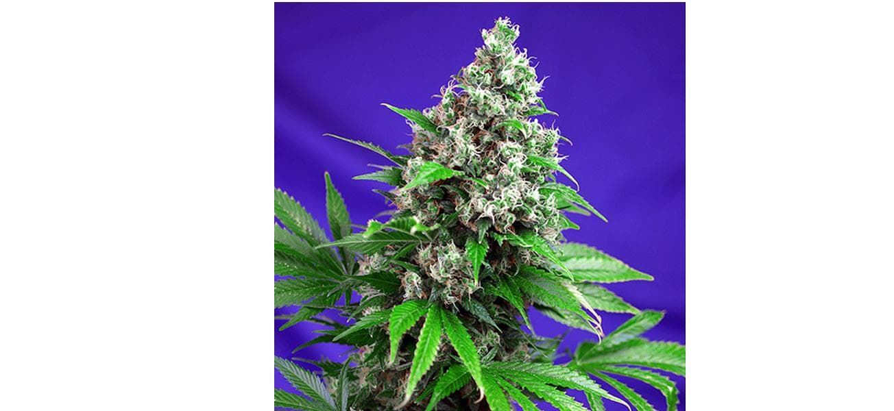 Killer Kush F1 Fast Version 3+1 - Imagen 1