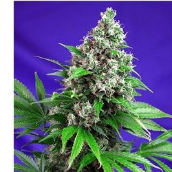 Killer Kush F1 Fast Version 3+1 - Imagen 1
