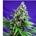 Killer Kush F1 Fast Version 5+2 - Imagen 1