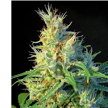 Psicodelicia 5+2 - Imagen 1