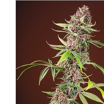 Red Mandarine F1 Fast Version 5+2 - Imagen 1