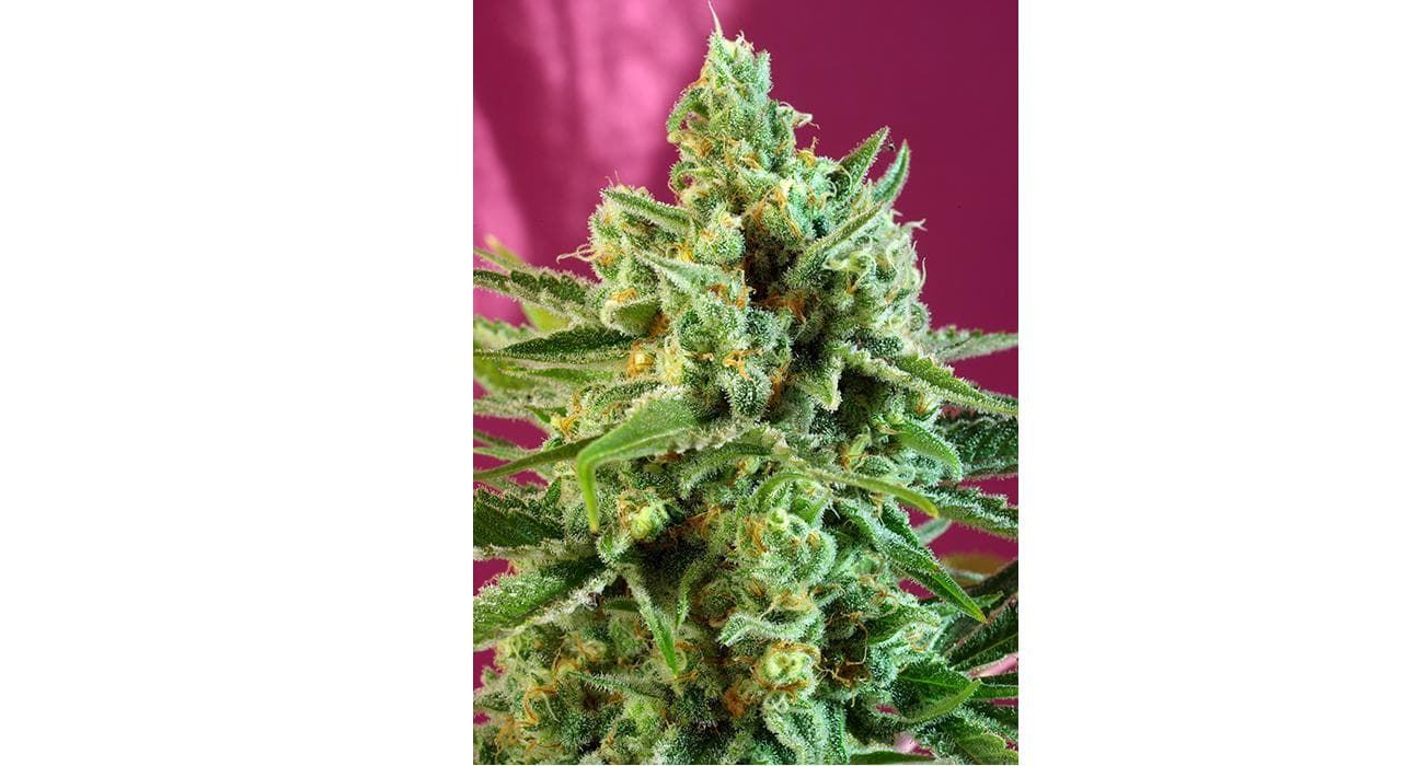 S.A.D (Sweet Afgani Delicious) CBD 3+1 - Imagen 1