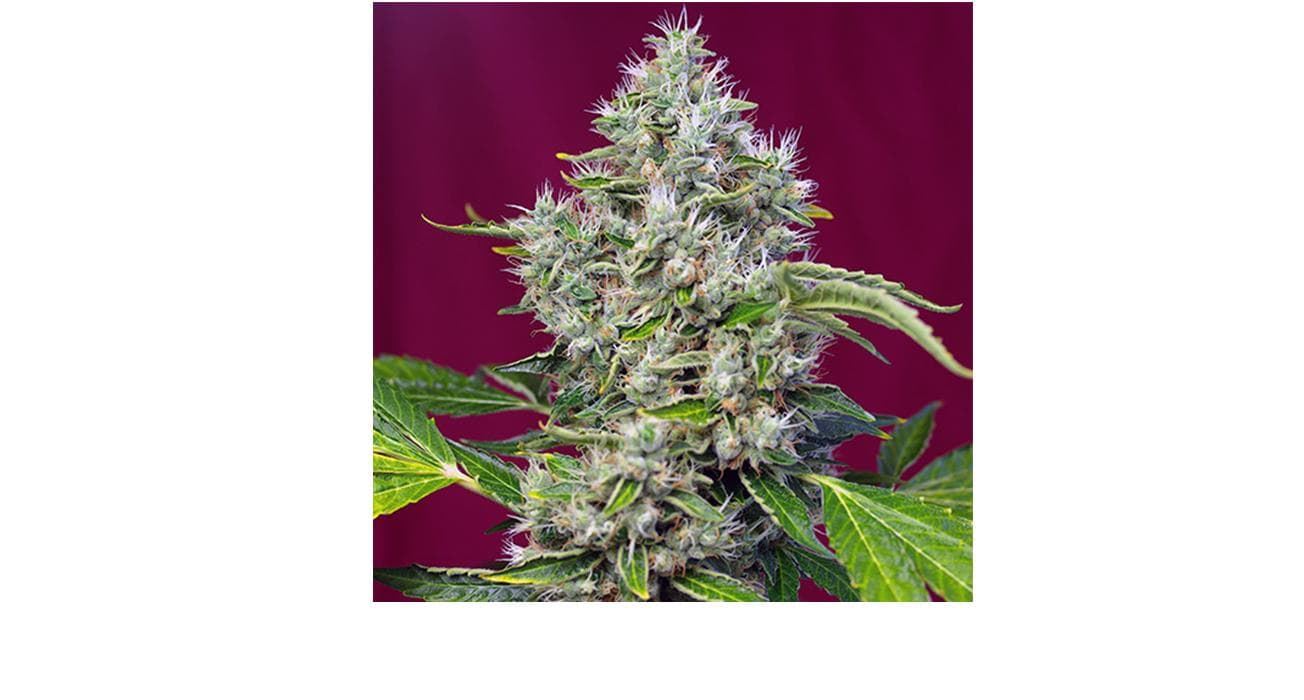 San Fernando Lemon Kush 3+1 - Imagen 1