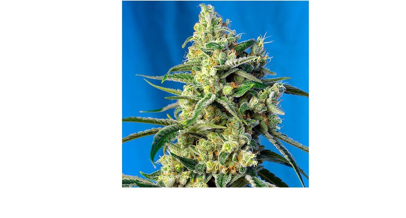 Sweet Amnesia Haze 25 - Imagen 1