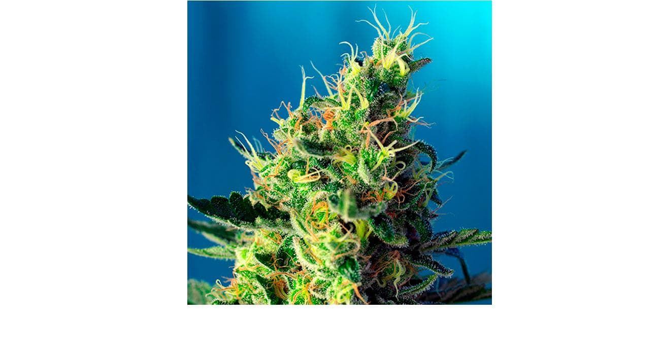 Sweet Pure CBD 25 - Imagen 1