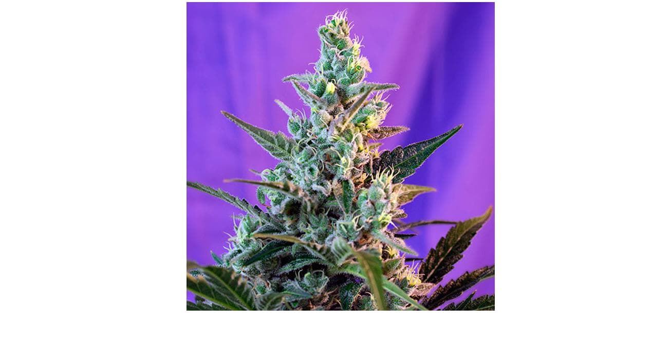 Sweet Skunk F1 Fast Version 25 - Imagen 1