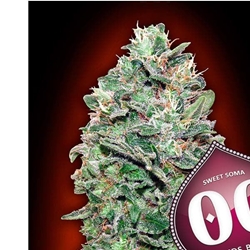 Sweet Soma 3 ud. - Imagen 1