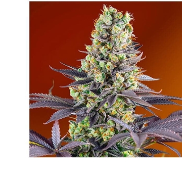 Sweet Zkittlez 3+1 - Imagen 1