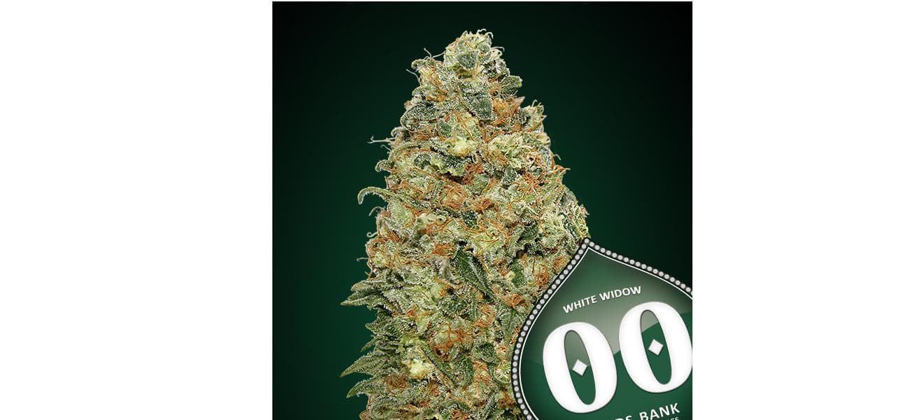 White Widow 25 ud. - Imagen 1