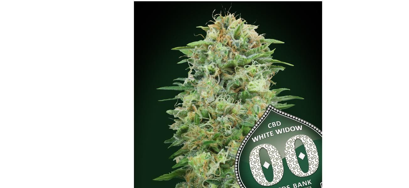 White Widow CBD 25 ud. - Imagen 1