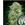 White Widow CBD 25 ud. - Imagen 1