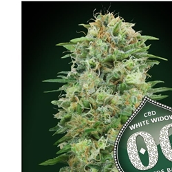White Widow CBD 3 ud. - Imagen 1