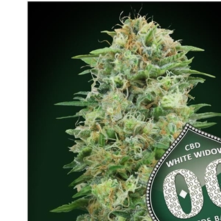 White Widow CBD 5 ud. - Imagen 1